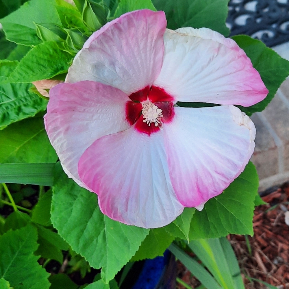 Meet your Posher, Teresa